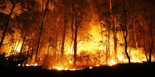 Kebakaran Hutan Ekstrem: Bagaimana 2024 Menghadapi Bencana Terbesar dalam Sejarah